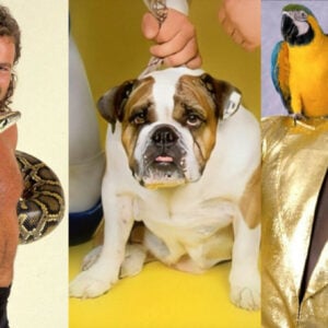 Jake "The Snake" Roberts with his reptilian counterpart Damian, The British Bulldogs' Matilda, and Koko B Ware with his beloved bird, Frankie.