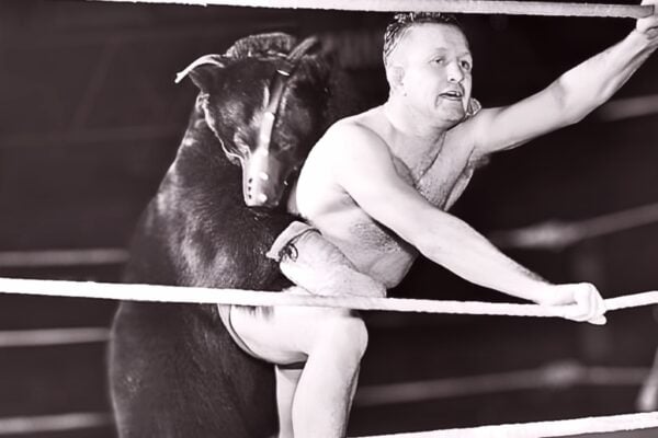 Terrible Ted The Wrestling Bear’s Wild, Dangerous Run