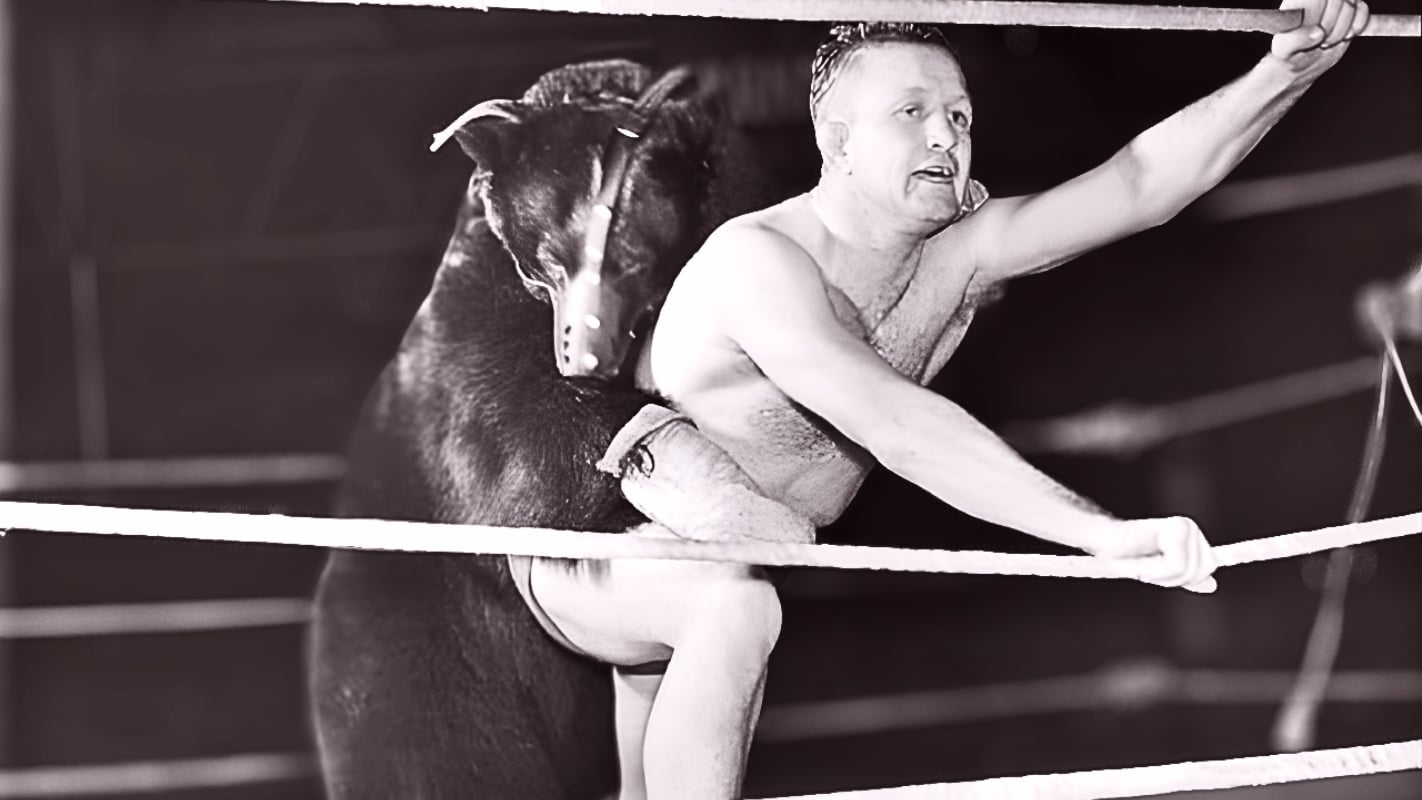 Terrible Ted the Wrestling Bear, billed at 7 feet tall and roughly 700 pounds, became one of wrestling’s strangest attractions, living for a time beneath the Hart family porch in Calgary before later spending nights in a county jail cell.